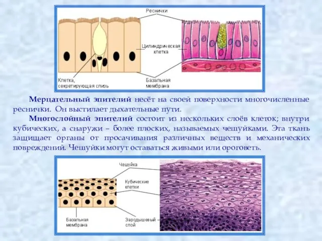 Мерцательный эпителий несёт на своей поверхности многочисленные реснички. Он выстилает дыхательные пути.