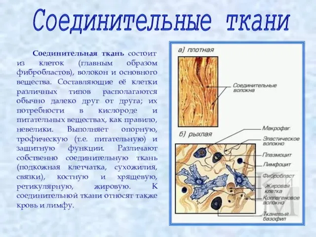 Соединительные ткани Соединительная ткань состоит из клеток (главным образом фибробластов), волокон и