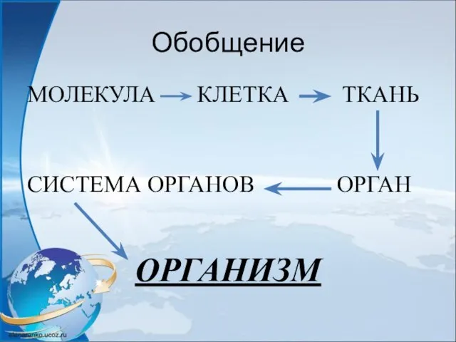 Обобщение МОЛЕКУЛА КЛЕТКА ТКАНЬ СИСТЕМА ОРГАНОВ ОРГАН ОРГАНИЗМ