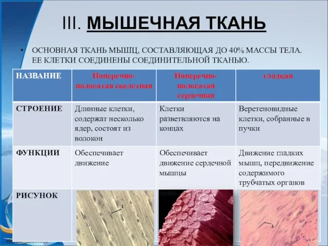 III. МЫШЕЧНАЯ ТКАНЬ ОСНОВНАЯ ТКАНЬ МЫШЦ, СОСТАВЛЯЮЩАЯ ДО 40% МАССЫ ТЕЛА. ЕЕ КЛЕТКИ СОЕДИНЕНЫ СОЕДИНИТЕЛЬНОЙ ТКАНЬЮ.