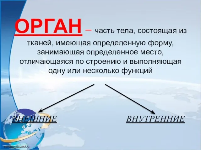 ОРГАН – часть тела, состоящая из тканей, имеющая определенную форму, занимающая определенное