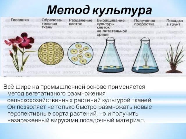 Метод культура тканей. Всё шире на промышленной основе применяется метод вегетативного размножения