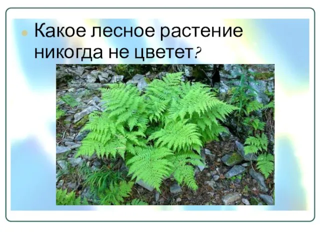 Какое лесное растение никогда не цветет?