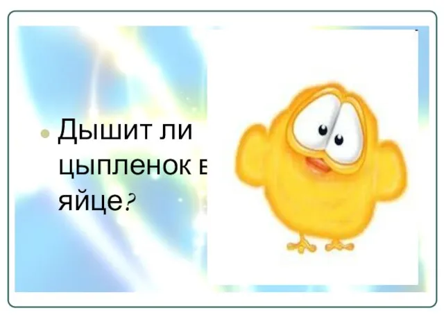 Дышит ли цыпленок в яйце?