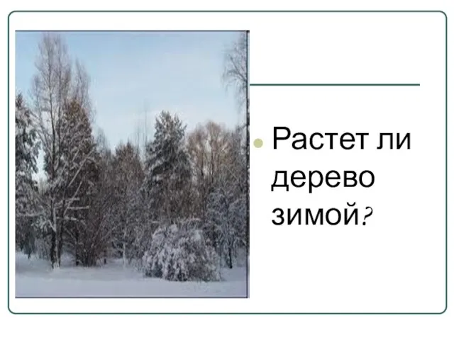 Растет ли дерево зимой?