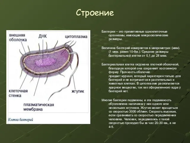 Строение Бактерии – это примитивные одноклеточные организмы, имеющие микроскопические размеры. Величина бактерий