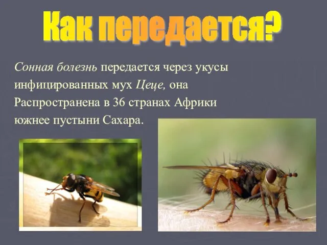 Сонная болезнь передается через укусы инфицированных мух Цеце, она Распространена в 36