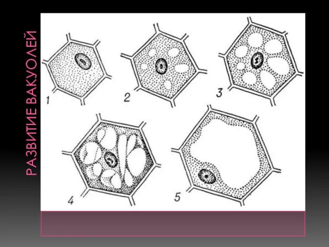 Развитие вакуолей