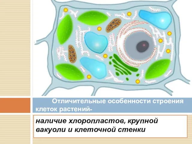 наличие хлоропластов, крупной вакуоли и клеточной стенки Отличительные особенности строения клеток растений-