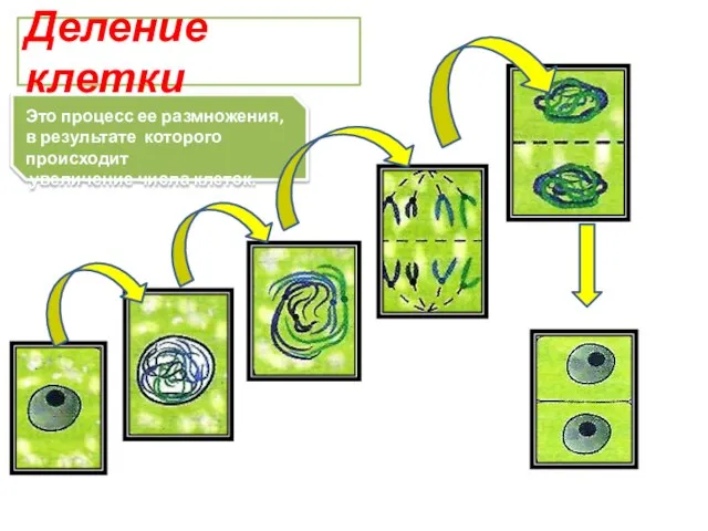 Это процесс ее размножения, в результате которого происходит увеличение числа клеток. Деление клетки