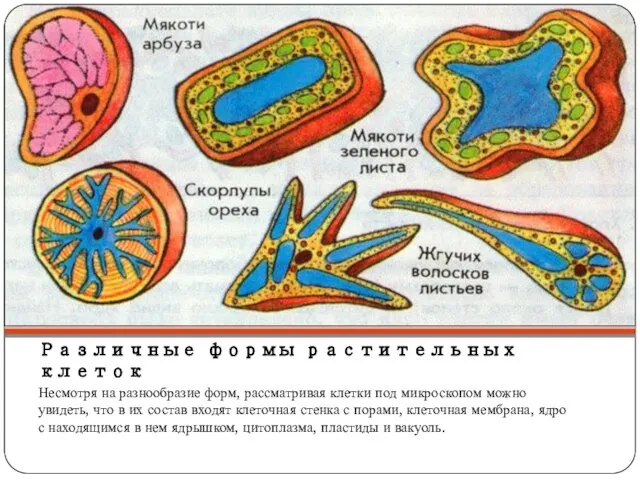 Различные формы растительных клеток Несмотря на разнообразие форм, рассматривая клетки под микроскопом