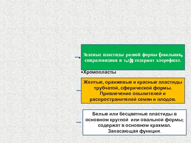 Зеленые пластиды разной формы (овальная, спиралевидная и т.д); содержат хлорофилл. Желтые, оранжевые