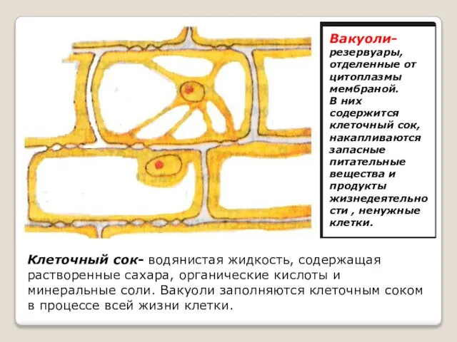 Клеточный сок- водянистая жидкость, содержащая растворенные сахара, органические кислоты и минеральные соли.