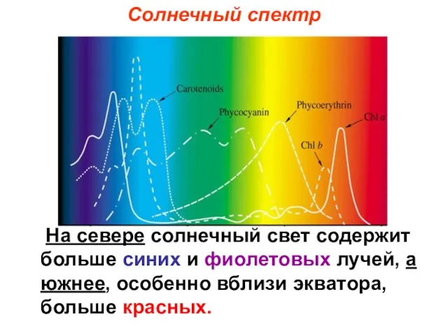 На севере солнечный свет содержит больше синих и фиолетовых лучей, а южнее,