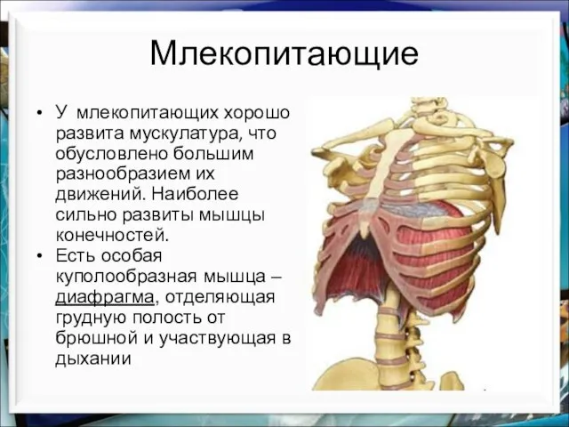 Млекопитающие У млекопитающих хорошо развита мускулатура, что обусловлено большим разнообразием их движений.