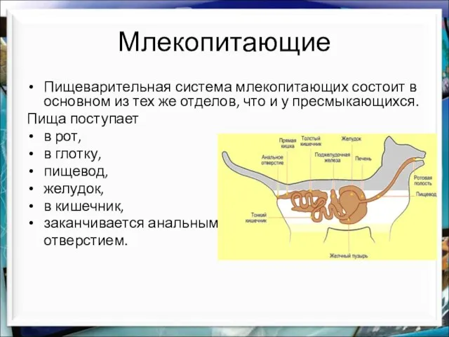 Млекопитающие Пищеварительная система млекопитающих состоит в основном из тех же отделов, что