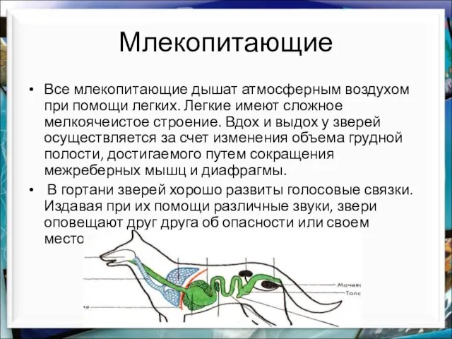 Млекопитающие Все млекопитающие дышат атмосферным воздухом при помощи легких. Легкие имеют сложное