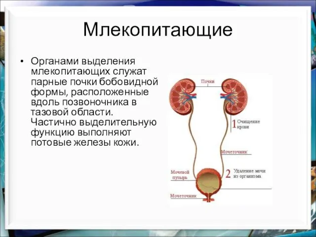 Млекопитающие Органами выделения млекопитающих служат парные почки бобовидной формы, расположенные вдоль позвоночника