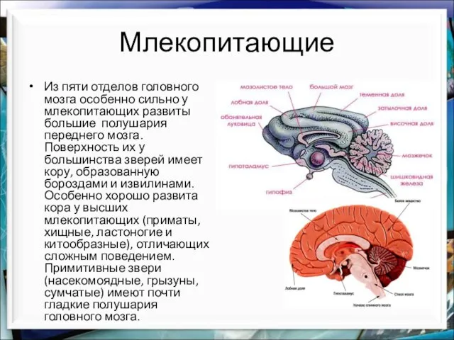 Млекопитающие Из пяти отделов головного мозга особенно сильно у млекопитающих развиты большие