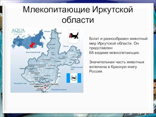 Млекопитающие Иркутской области Богат и разнообразен животный мир Иркутской области. Он представлен