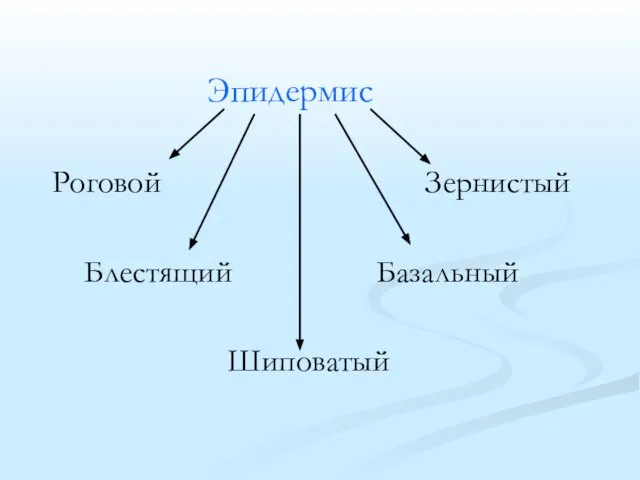 Эпидермис Роговой Зернистый Блестящий Базальный Шиповатый