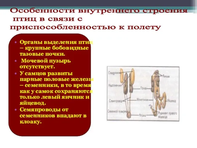 Органы выделения птиц – крупные бобовидные тазовые почки. Мочевой пузырь отсутствует. У