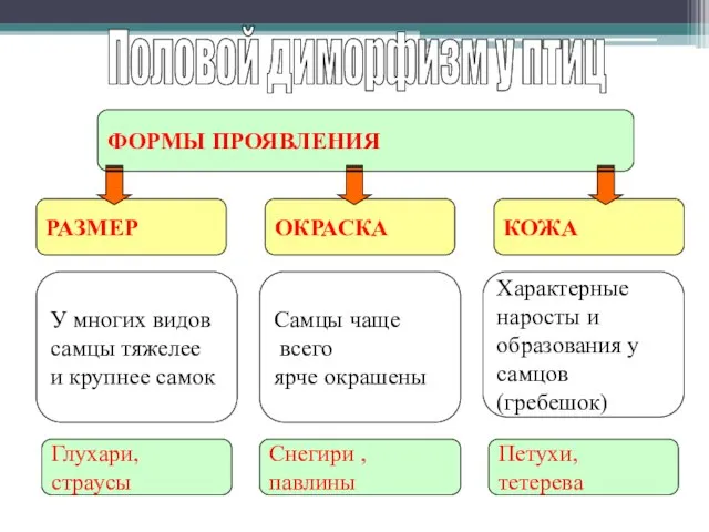 Половой диморфизм у птиц ФОРМЫ ПРОЯВЛЕНИЯ РАЗМЕР ОКРАСКА КОЖА У многих видов