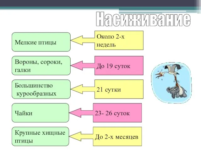 Насиживание Мелкие птицы Вороны, сороки, галки Большинство курообразных Чайки Крупные хищные птицы