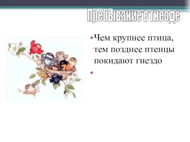 Чем крупнее птица, тем позднее птенцы покидают гнездо У многих птенцы покидают