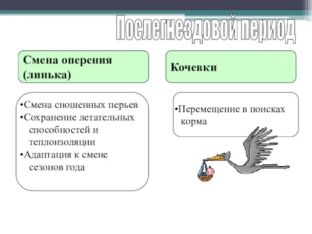 Послегнездовой период Смена оперения (линька) Кочевки Смена сношенных перьев Сохранение летательных способностей