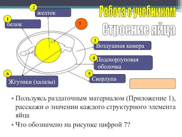 Пользуясь раздаточным материалом (Приложение 1), расскажи о значении каждого структурного элемента яйца