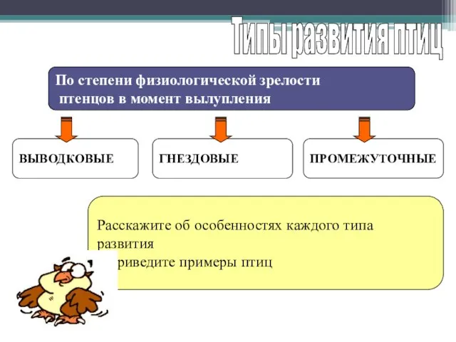 Типы развития птиц По степени физиологической зрелости птенцов в момент вылупления ВЫВОДКОВЫЕ