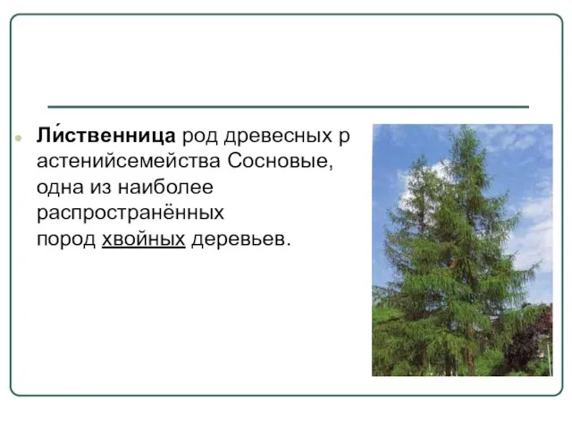 Ли́ственница род древесных растенийсемейства Сосновые, одна из наиболее распространённых пород хвойных деревьев.