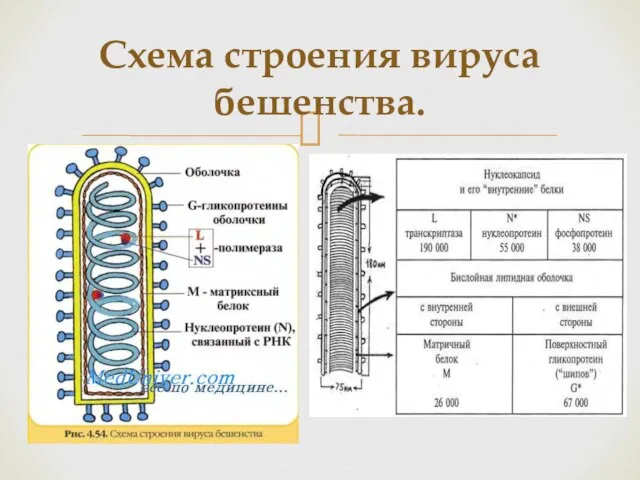 Схема строения вируса бешенства.