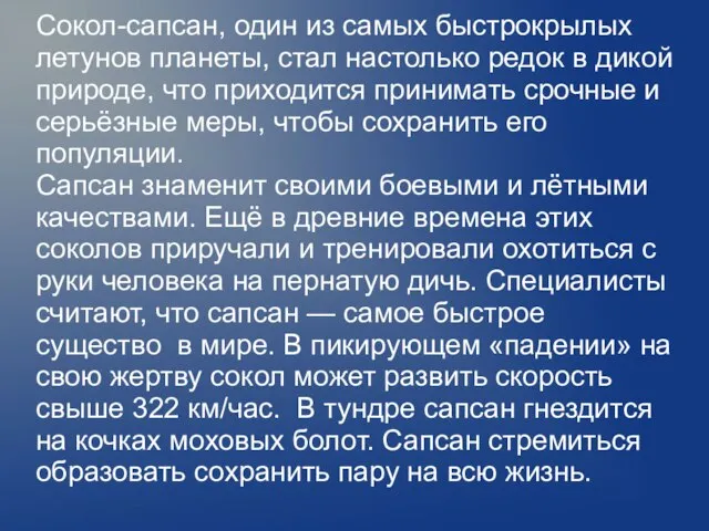 Сокол-сапсан, один из самых быстрокрылых летунов планеты, стал настолько редок в дикой