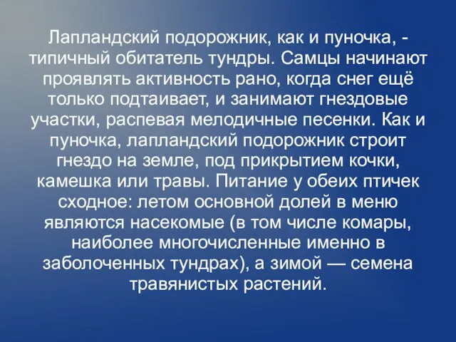 Лапландский подорожник, как и пуночка, - типичный обитатель тундры. Самцы начинают проявлять