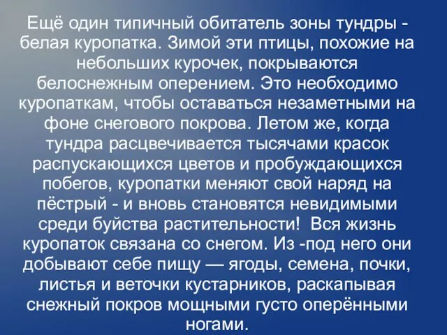 Ещё один типичный обитатель зоны тундры - белая куропатка. Зимой эти птицы,