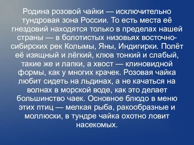 Родина розовой чайки — исключительно тундровая зона России. То есть места её