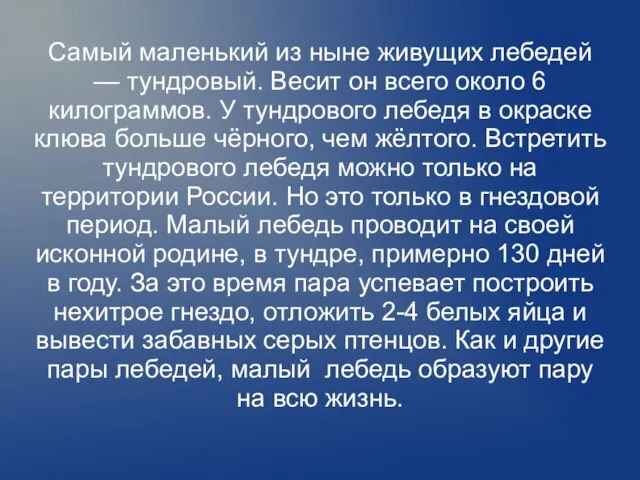 Самый маленький из ныне живущих лебедей — тундровый. Весит он всего около