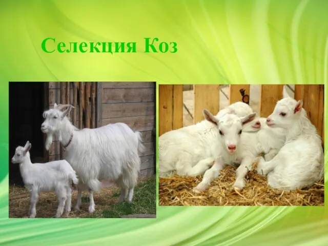 Презентация на тему Селекция коз