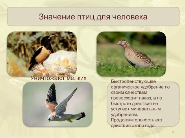 Значение птиц для человека Истребляют насекомых вредителей садов и огородов Некоторые виды