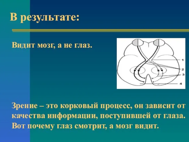 В результате: Видит мозг, а не глаз. Зрение – это корковый процесс,