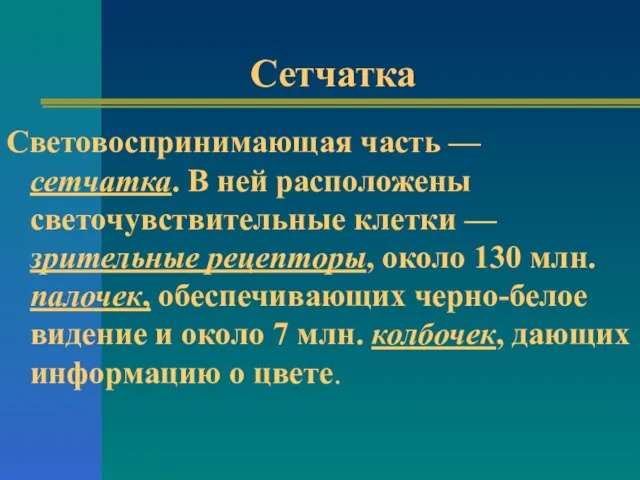 Сетчатка Световоспринимающая часть — сетчатка. В ней расположены светочувствительные клетки — зрительные