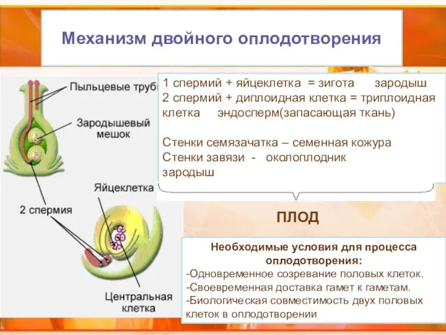 Механизм двойного оплодотворения Необходимые условия для процесса оплодотворения: -Одновременное созревание половых клеток.