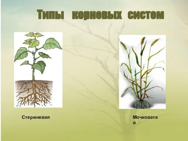 Типы корневых систем Стержневая Мочковатая