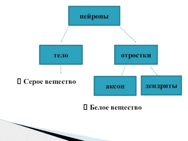 нейроны тело отростки Серое вещество аксон дендриты Белое вещество