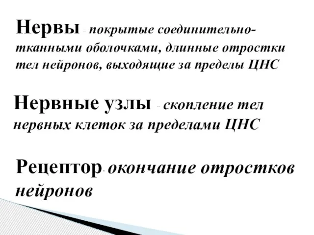 Нервы – покрытые соединительно-тканными оболочками, длинные отростки тел нейронов, выходящие за пределы