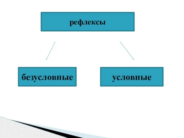 рефлексы безусловные условные