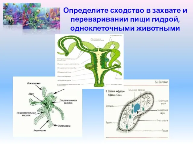 Определите сходство в захвате и переваривании пищи гидрой, одноклеточными животными