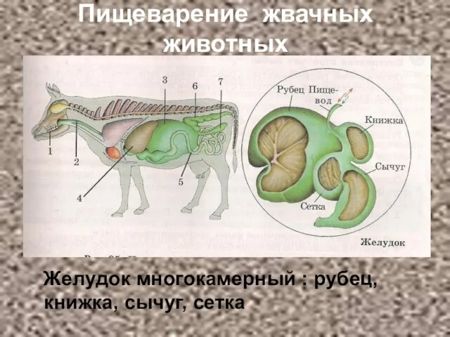 Пищеварение жвачных животных Желудок многокамерный : рубец, книжка, сычуг, сетка